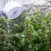 SOG Ayahuasca Purple (CLONES)