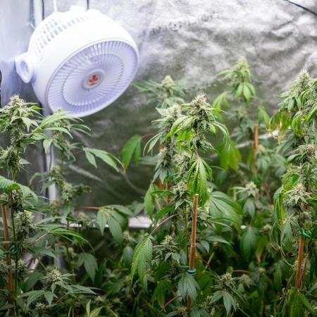 SOG Ayahuasca Purple (CLONES)