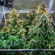 Cino's mixed auto garden