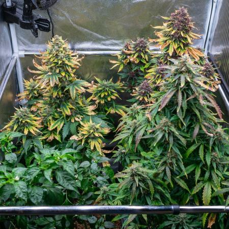 Cino's mixed auto garden