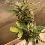 GreenIsGood