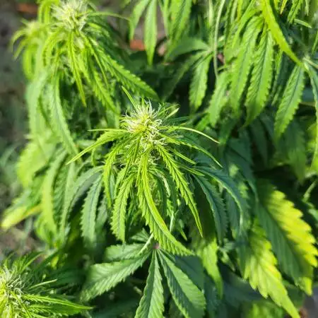 Auto fractal divine seeds + kiwi papaya