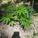 Unknow sativa