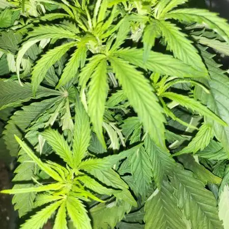 Auto fractal divine seeds + kiwi papaia