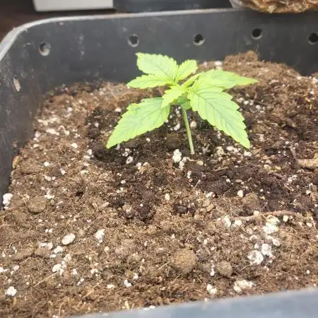 Auto fractal + auto black opium