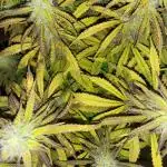 Auto fractal + auto black opium