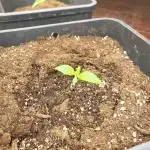 Auto fractal + auto black opium
