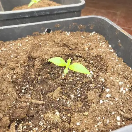 Auto fractal + auto black opium