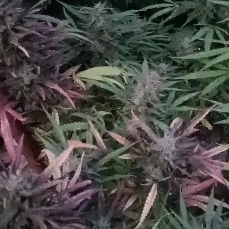 Marmalate _Delicious seeds