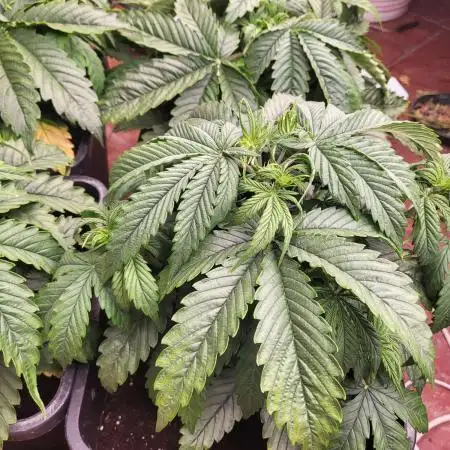 Auto fractal + auto black opium