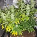Maveriks seeds kiwi-papaya