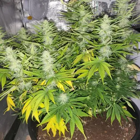 Maveriks seeds kiwi-papaya