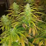 Auto fractal + auto black opium