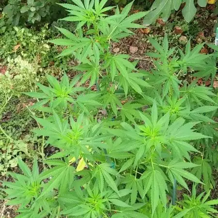 Unknow sativa