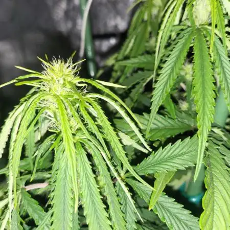 Auto fractal divine seeds + kiwi papaya