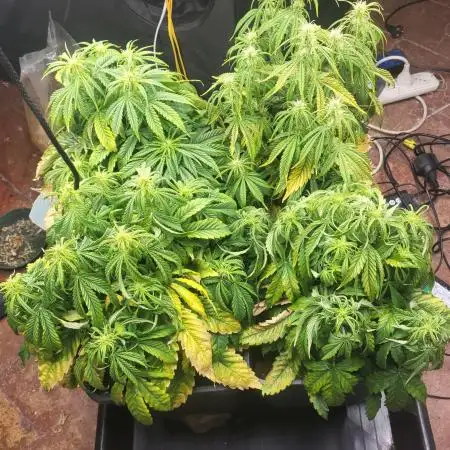 Auto fractal + auto black opium