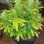 Auto fractal + auto black opium