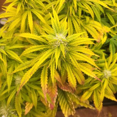 Auto fractal + auto black opium