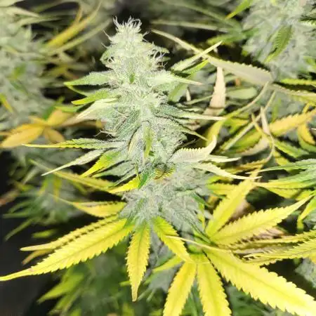 Maveriks seeds kiwi-papaya