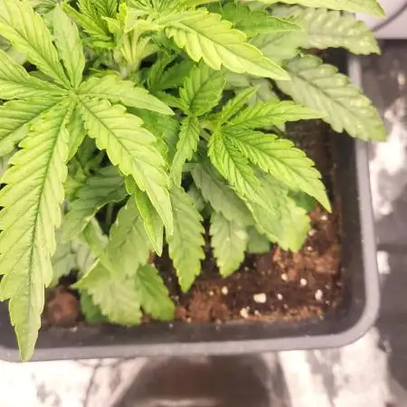 Maveriks seeds kiwi-papaya