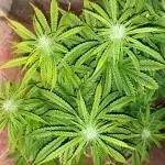 Auto fractal + auto black opium