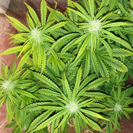 Auto fractal + auto black opium