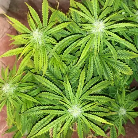 Auto fractal + auto black opium