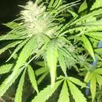 Unknow sativa