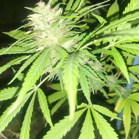 Unknow sativa