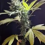 Unknow sativa