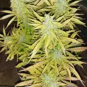 Auto fractal + auto black opium