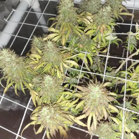 Unknow sativa dom hybrid