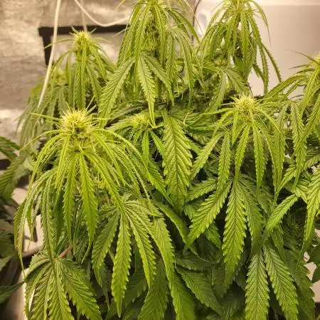 Auto fractal divine seeds + kiwi papaya