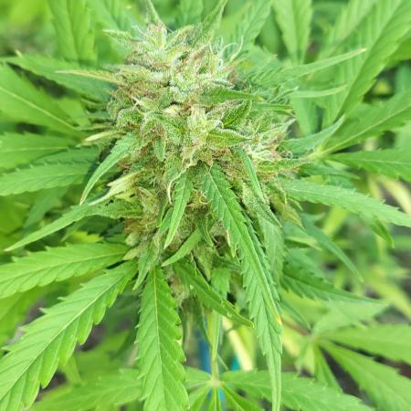 Unknow sativa
