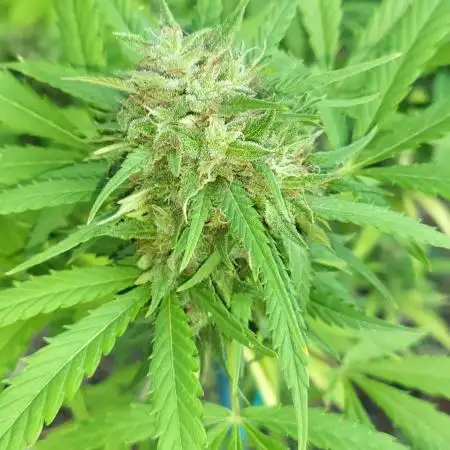 Unknow sativa