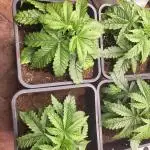 Auto fractal + auto black opium