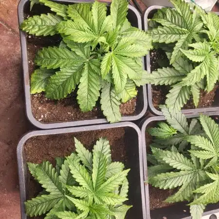 Auto fractal + auto black opium