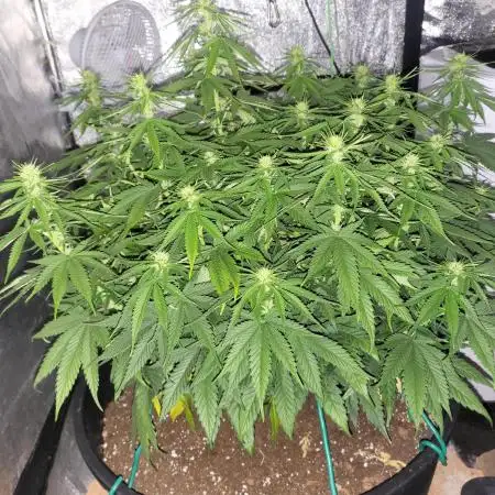 Maveriks seeds kiwi-papaya