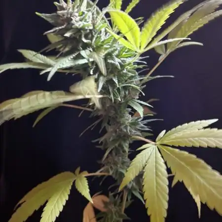 Unknow sativa