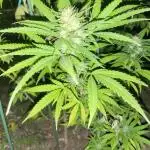 Unknow sativa