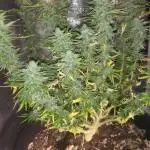 Maveriks seeds kiwi-papaya