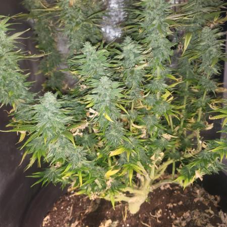 Maveriks seeds kiwi-papaya