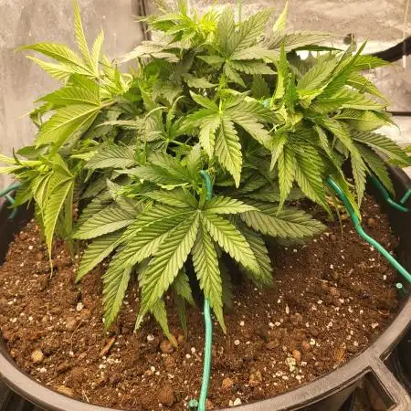 Auto fractal divine seeds + kiwi papaya
