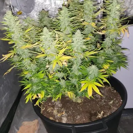 Maveriks seeds kiwi-papaya
