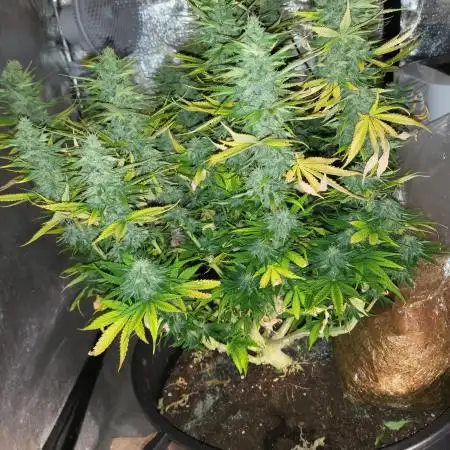 Maveriks seeds kiwi-papaya