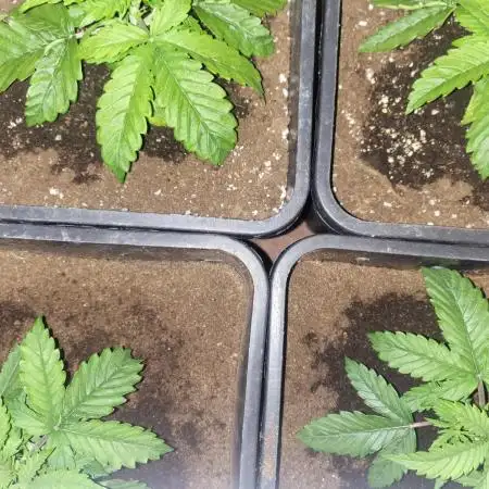 Auto fractal + auto black opium