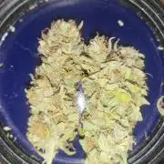 Divine seeds Autofractal+autoblack opium