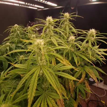 Auto fractal + auto black opium