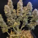 Auto fractal divine seeds + kiwi papaya