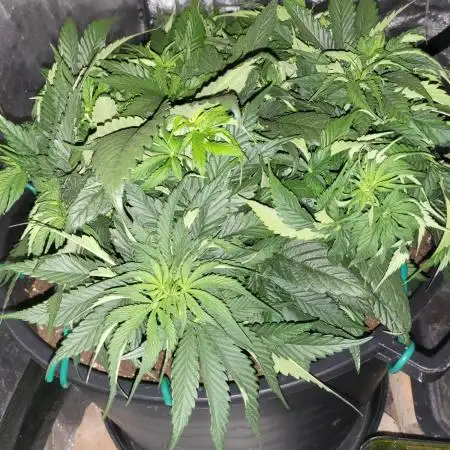 Auto fractal divine seeds + kiwi papaya